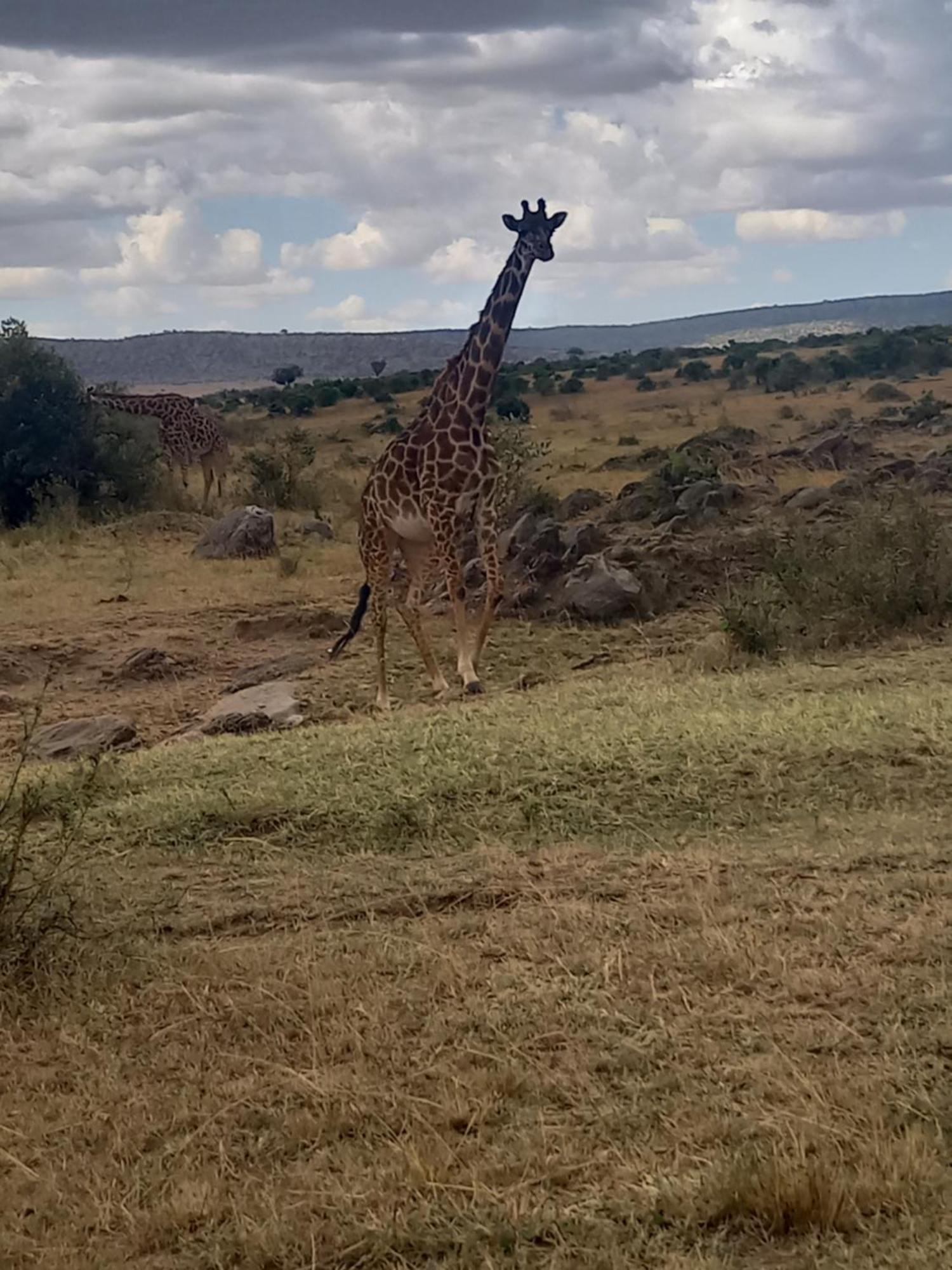 Hotel Giraffe Hills Mara Camp à Réserve nationale du Masai Mara Extérieur photo